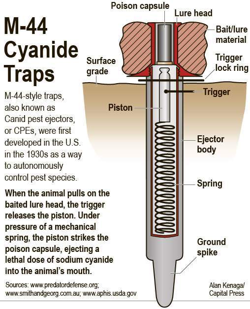 M-44 Cyanide Traps
M-44-style traps, also known as Piston
Canid pest ejectors, or CPEs, were first developed in the U.S. in the 1930s as a way to autonomously control pest species.
When the animal pulls on the baited lure head, the trigger releases the piston. Under pressure of a mechanical spring, the piston strikes the poison capsule, ejecting a lethal dose of sodium cyanide into the animal's mouth.