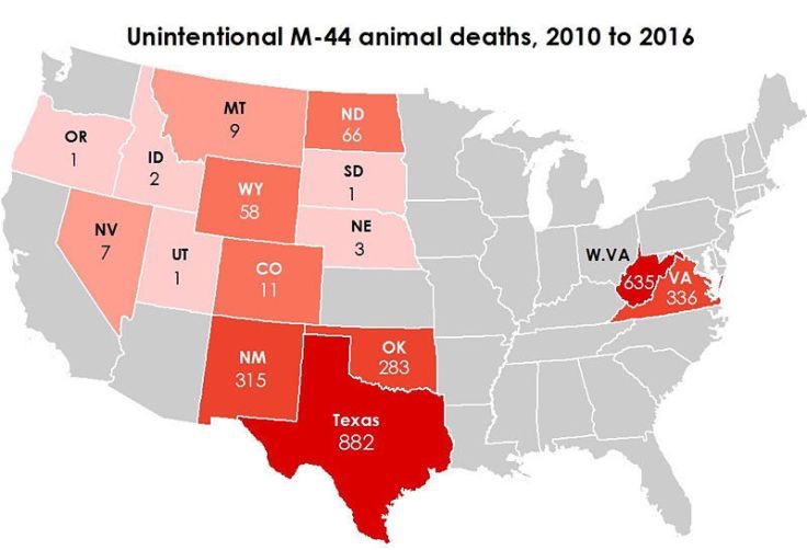 A map of the states with the most unintentional animal deaths from M44s, from the Center for Biological Diversity. The states in Red (most deaths) are West Virginia and Texas, the states with in dark pink are New Mexico, Wyoming, North Dakota, Oklahoma, and Virginia. The states in medium pink are Colorado, Wyoming and Nevada. The states in light pink, where M44s are legal but have the fewest deaths, are Oregon, Idaho, Utah, South Dakota and Nebraska. Any state not mentioned does not have M44 placement.